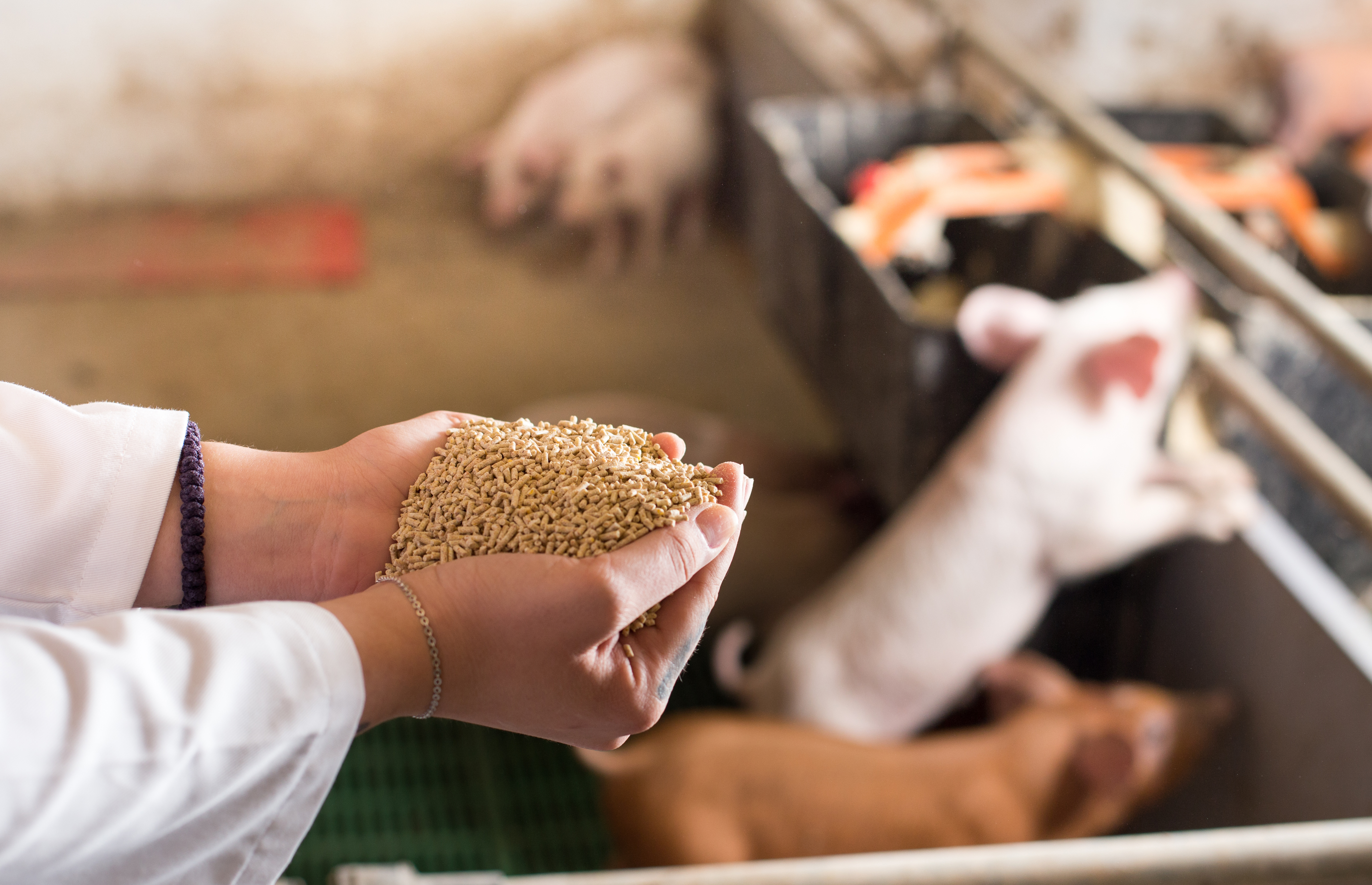 飼料行業(yè)數(shù)字化轉型：運輸物流系統(tǒng)解決方案